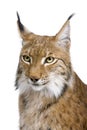 Close-up of a Eurasian Lynx's head