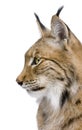 Close-up of a Eurasian Lynx's head