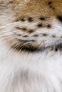 Close-up of Eurasian Lynx whiskers, Lynx lynx. Royalty Free Stock Photo