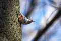 Close up of eurasian nuthatch, wood nuthatch (Sitta europaea) on tree trunk Royalty Free Stock Photo