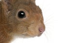 Close-up of Eurasian red squirrel Royalty Free Stock Photo
