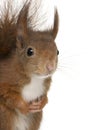 Close-up of Eurasian red squirrel, Sciurus vulgaris, 4 years old Royalty Free Stock Photo