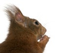 Close-up of Eurasian red squirrel, Sciurus vulgaris, 4 years old Royalty Free Stock Photo