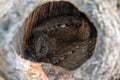 Close up of eurasian scops owl or Otus scops sleeping in the hollow Royalty Free Stock Photo