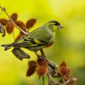 Close-up of the Eurasian Siskin is a small warbler in the finch family, Fringillidae