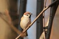 Eurasian Tree Sparrow - Passer montanus in the forest