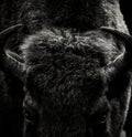 close-up of European bison in black and white Royalty Free Stock Photo