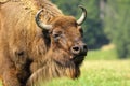 Close-up of european bison Royalty Free Stock Photo