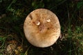 A close up of European blusher mushroom (Amanita rubescens), top view. Funny mushroom that look like a sad face with Royalty Free Stock Photo