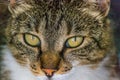 Close-up of European cat`s face, 2 years old Royalty Free Stock Photo