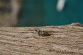 A close up of European Cicada on a trunk of tree, blurred background. Lyristes plebejus Common Cicada, resting on the tree bark