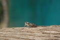 A close up of European Cicada on a trunk of tree, blurred turquoise background. Lyristes plebejus Common Cicada Royalty Free Stock Photo