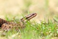 Close up of european common adder Royalty Free Stock Photo