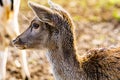 close up on European fallow deer (Dama dama)