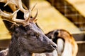 close up on European fallow deer (Dama dama) head with antlers in zoo captivity