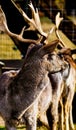 close up on European fallow deer (Dama dama) head with antlers in zoo captivity