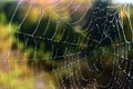 Garden spider web covered with dew Royalty Free Stock Photo