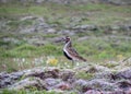 The European golden plover Pluvialis apricaria in Icelandic landcape, Reykjanes Peninsula of Iceland, Europe Royalty Free Stock Photo