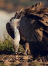 Close up European griffon vultures Gyps fulvus fulvus eating at sunrise in Pyrenees mountains in Spain