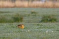 Close up of European hare, Lepus europaeus, resting in cover but alert with flat-lying ears