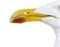 Close-up on European Herring Gull Beak, Larus argentatus Royalty Free Stock Photo