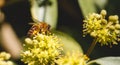 Close-up of European honey bee Apis Mellifera sitting on a flower