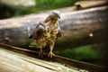 Close up European honey buzzard, Pernis apivorus, migratory bird of prey, walking on old spruce tree trunk.