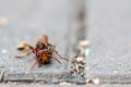 Close-up of an european hornet