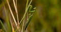 Close up of European mantis Royalty Free Stock Photo