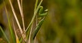 Close up of European mantis Royalty Free Stock Photo