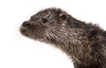 Close-up of an European otter, Lutra lutra, isolated