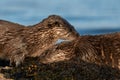 Close up of European Otter  Lutra lutra mother and cub Royalty Free Stock Photo