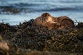 Close up of European Otter  Lutra lutra mother and cub sleeping Royalty Free Stock Photo