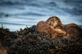 Close up of European Otter  Lutra lutra mother and cub Royalty Free Stock Photo