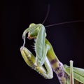 Close-up of a European praying Mantis Mantis religiosa Royalty Free Stock Photo