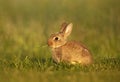 Close up of European rabbit eating grass Royalty Free Stock Photo