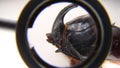 Close up of European rhinoceros beetle, Rhino beetle, male of which has a curved horn extending from the head, closeup Beetle on w