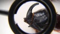 Close up of European rhinoceros beetle, Rhino beetle, male of which has a curved horn extending from the head, closeup Beetle on w