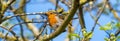 Close up of European Robin Bird in tree perched on branches Royalty Free Stock Photo
