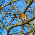Close up of European Robin Bird in tree perched on branches Royalty Free Stock Photo