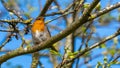 Close up of European Robin Bird in tree perched on branches Royalty Free Stock Photo