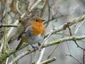 Close-up of European robin on curved tree branch