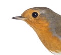 Close-up on a European Robin - Erithacus rubecula Royalty Free Stock Photo