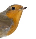 Close-up on a European Robin - Erithacus rubecula Royalty Free Stock Photo