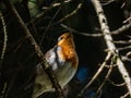 Close-up of the European robin (Erithacus rubecula) with an orange breast and face lined grey, brown upper parts