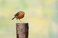 Close up of a European Robin, Erithacus rubecula, standing bent with beak opened and looking up friendly with eye contact Royalty Free Stock Photo