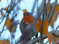 Close up of a european robin perched in a tree with bright autumn leaves and a blurred background Royalty Free Stock Photo
