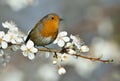 European robin perching on a cherry blossom tree Royalty Free Stock Photo