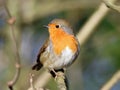 Robin close-up with head turn