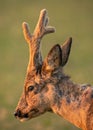 Close-up of a European roe deer Royalty Free Stock Photo